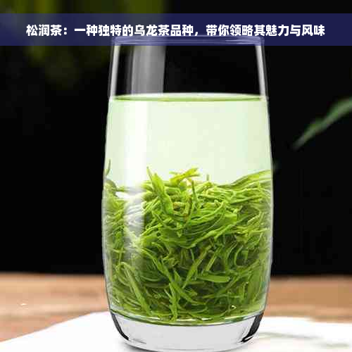 松润茶：一种独特的乌龙茶品种，带你领略其魅力与风味