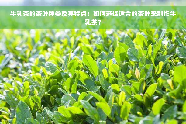 牛乳茶的茶叶种类及其特点：如何选择适合的茶叶来制作牛乳茶？