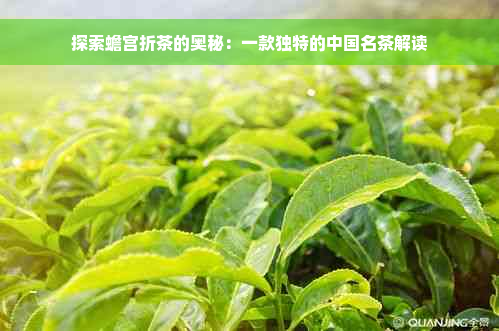 探索蟾宫折茶的奥秘：一款独特的中国名茶解读