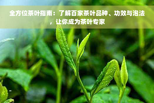 全方位茶叶指南：了解百家茶叶品种、功效与泡法，让你成为茶叶专家