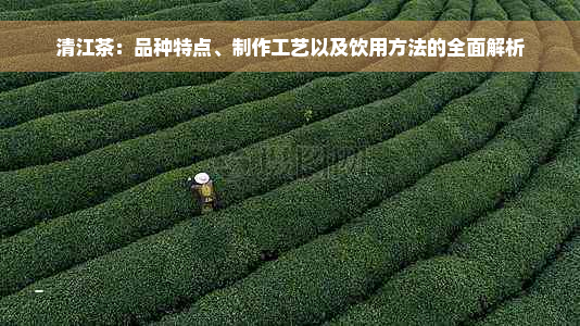 清江茶：品种特点、制作工艺以及饮用方法的全面解析