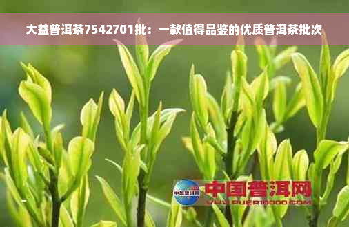 大益普洱茶7542701批：一款值得品鉴的优质普洱茶批次