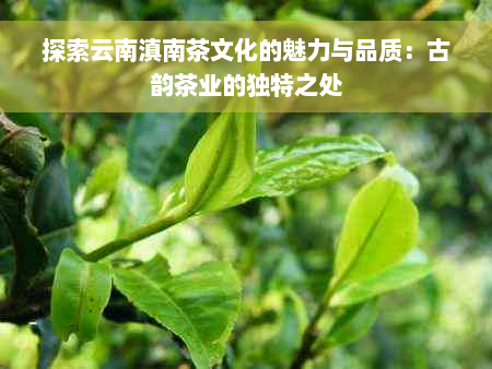 探索云南滇南茶文化的魅力与品质：古韵茶业的独特之处