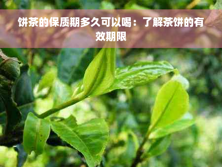 饼茶的保质期多久可以喝：了解茶饼的有效期限