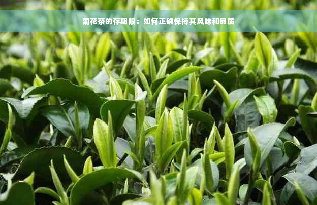 菊花茶的存期限：如何正确保持其风味和品质