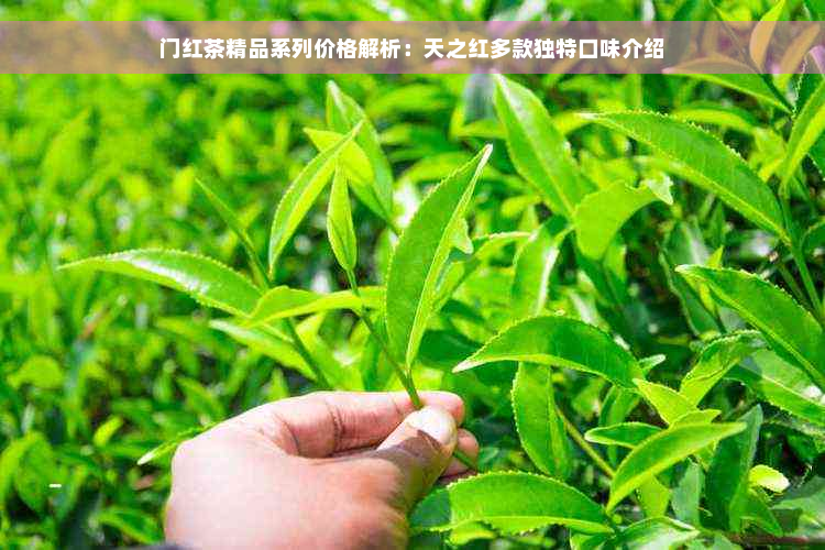 门红茶精品系列价格解析：天之红多款独特口味介绍