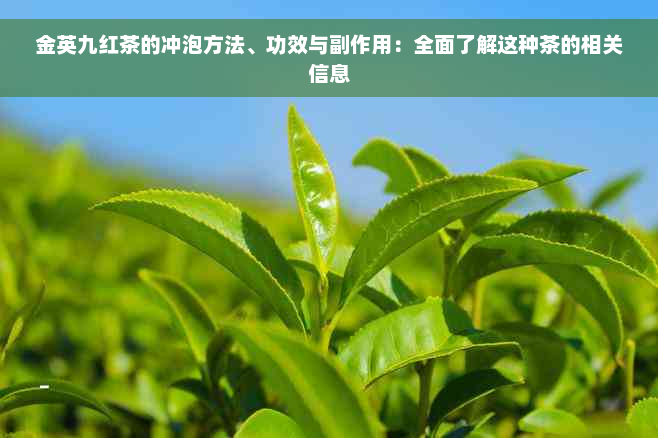 金英九红茶的冲泡方法、功效与副作用：全面了解这种茶的相关信息