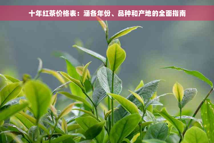 十年红茶价格表：涵各年份、品种和产地的全面指南