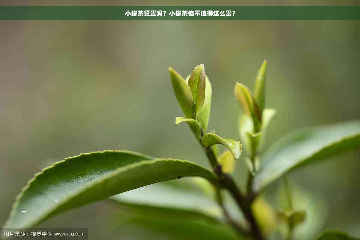 小罐茶算贵吗？小罐茶值不值得这么贵？