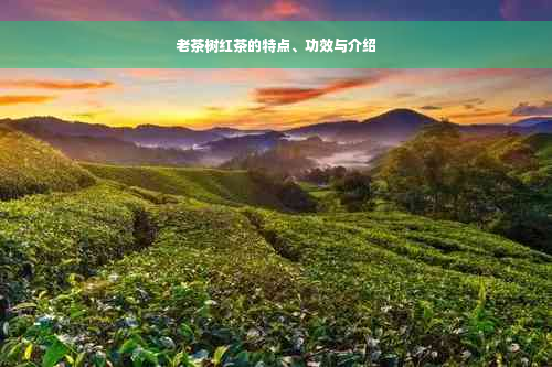 老茶树红茶的特点、功效与介绍