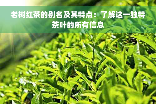 老树红茶的别名及其特点：了解这一独特茶叶的所有信息