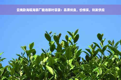 云南勐海福海茶厂精选茶叶目录：品质优良，价格实，批发供应