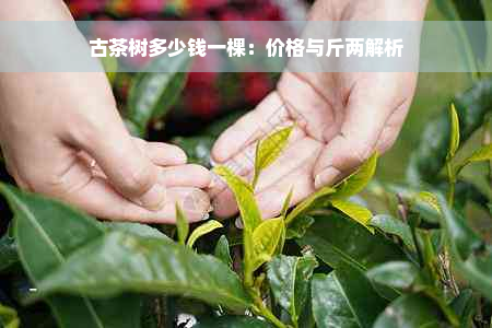 古茶树多少钱一棵：价格与斤两解析