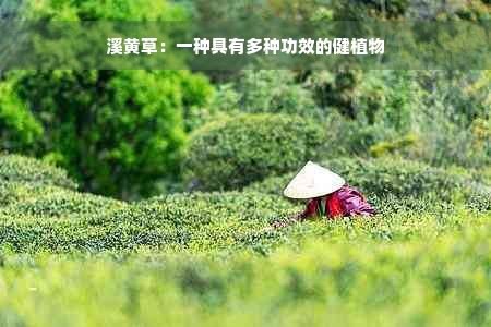 溪黄草：一种具有多种功效的健植物