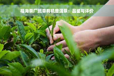 福海茶厂班章有机普洱茶：品鉴与评价