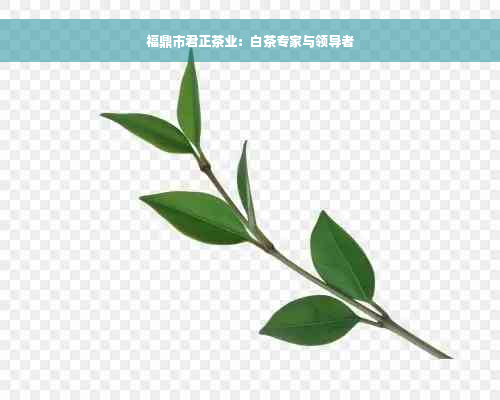 福鼎市君正茶业：白茶专家与领导者