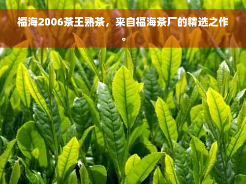 福海2006茶王熟茶，来自福海茶厂的精选之作。