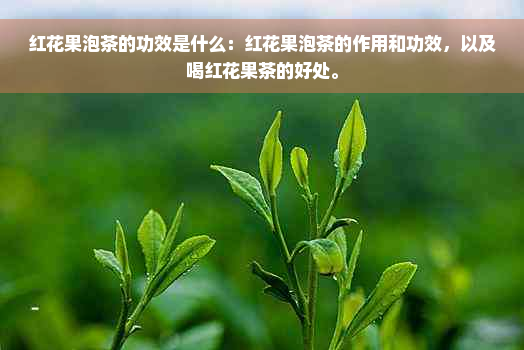 红花果泡茶的功效是什么：红花果泡茶的作用和功效，以及喝红花果茶的好处。