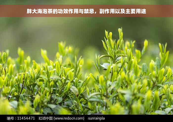 胖大海泡茶的功效作用与禁忌，副作用以及主要用途