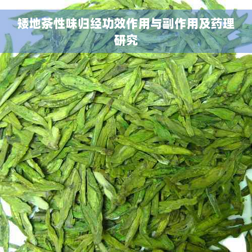 矮地茶性味归经功效作用与副作用及药理研究