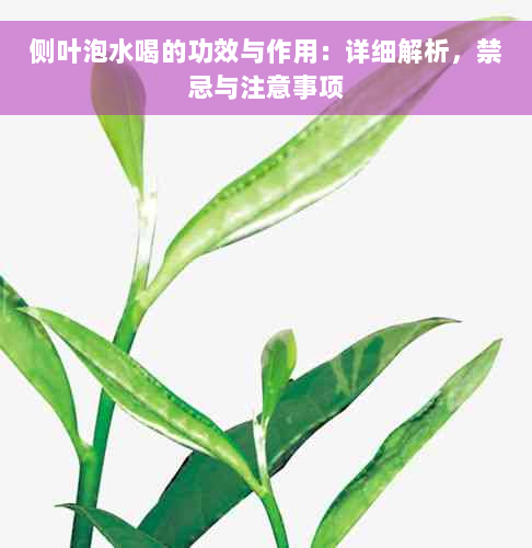 侧叶泡水喝的功效与作用：详细解析，禁忌与注意事项