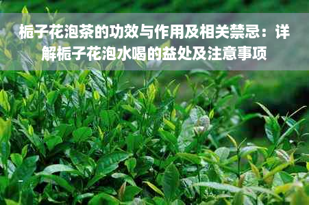 栀子花泡茶的功效与作用及相关禁忌：详解栀子花泡水喝的益处及注意事项