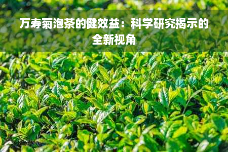 万寿菊泡茶的健效益：科学研究揭示的全新视角