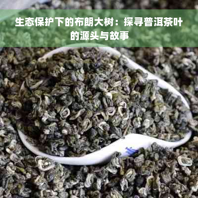 生态保护下的布朗大树：探寻普洱茶叶的源头与故事