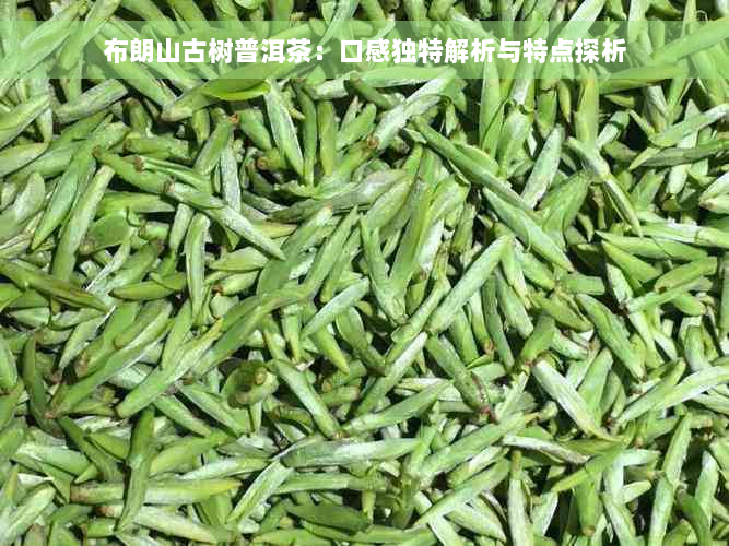 布朗山古树普洱茶：口感独特解析与特点探析