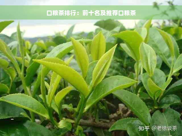 口粮茶排行：前十名及推荐口粮茶