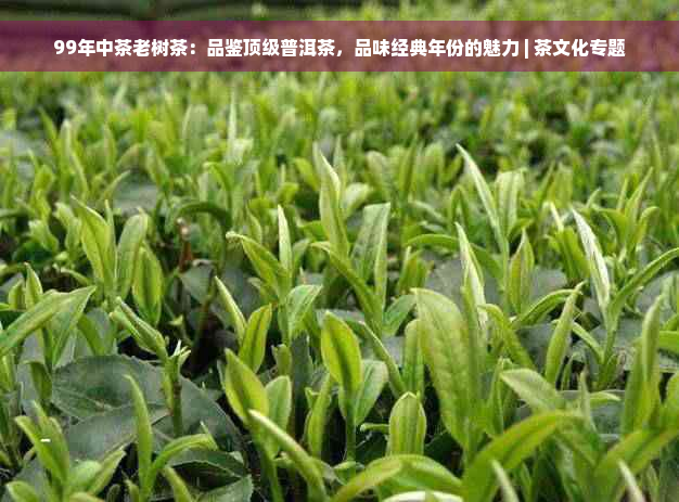 99年中茶老树茶：品鉴顶级普洱茶，品味经典年份的魅力 | 茶文化专题