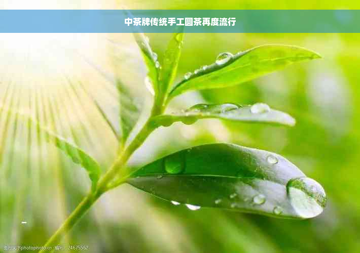 中茶牌传统手工圆茶再度流行