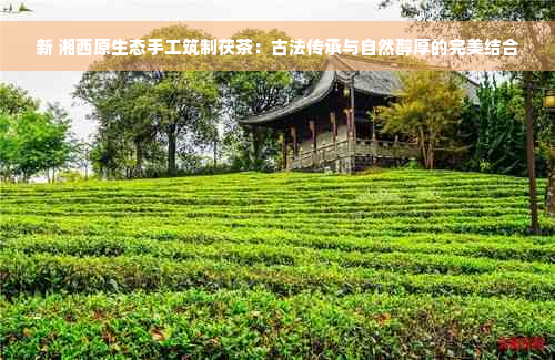 新 湘西原生态手工筑制茯茶：古法传承与自然醇厚的完美结合