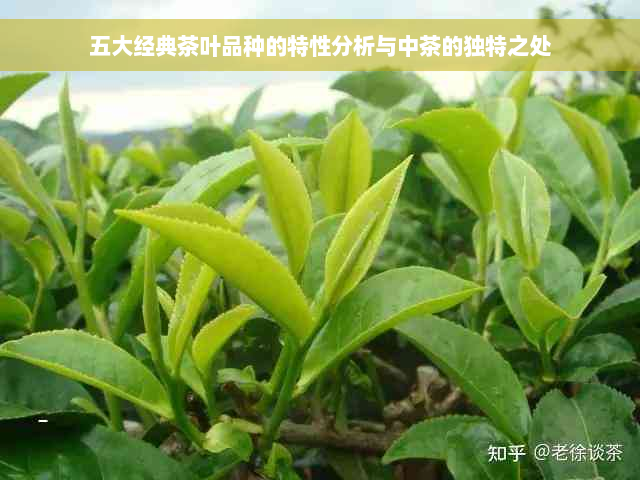 五大经典茶叶品种的特性分析与中茶的独特之处