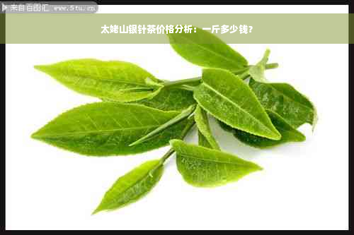 太姥山银针茶价格分析：一斤多少钱？