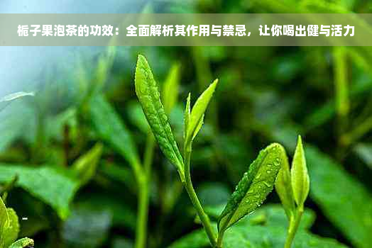 栀子果泡茶的功效：全面解析其作用与禁忌，让你喝出健与活力