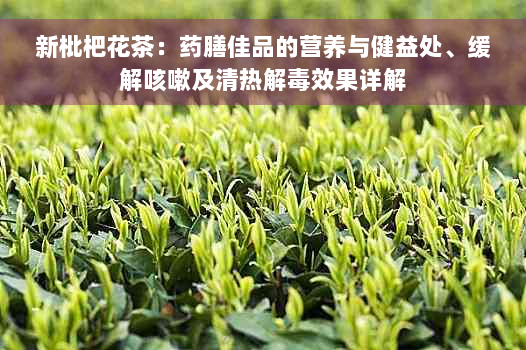 新枇杷花茶：药膳佳品的营养与健益处、缓解咳嗽及清热解毒效果详解