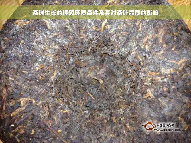 茶树生长的理想环境条件及其对茶叶品质的影响