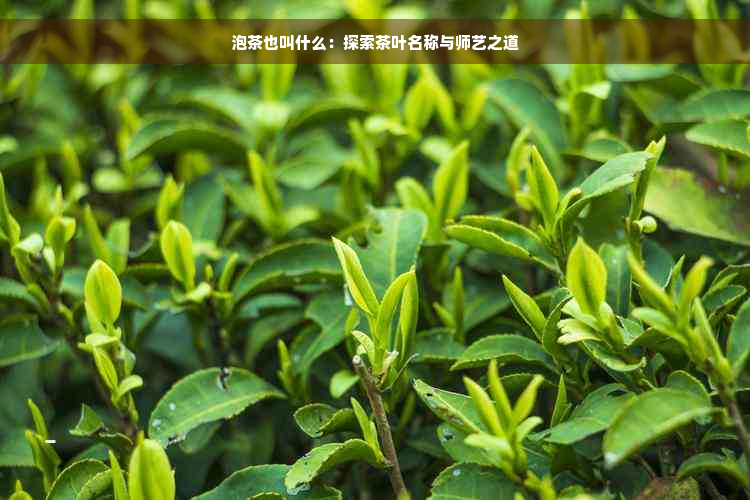 泡茶也叫什么：探索茶叶名称与师艺之道