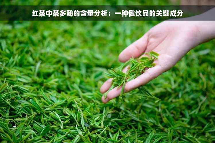 红茶中茶多酚的含量分析：一种健饮品的关键成分