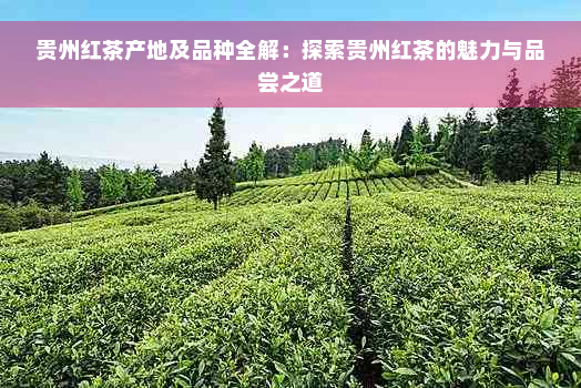 贵州红茶产地及品种全解：探索贵州红茶的魅力与品尝之道