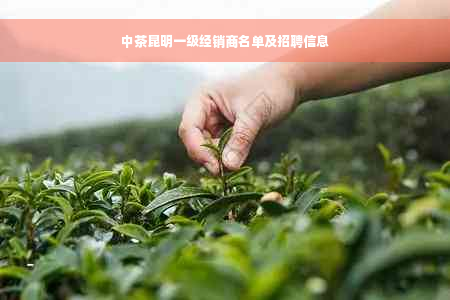 中茶昆明一级经销商名单及招聘信息