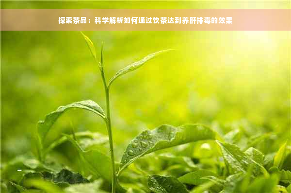 探索茶品：科学解析如何通过饮茶达到养肝排毒的效果