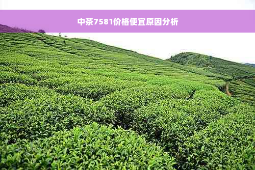 中茶7581价格便宜原因分析