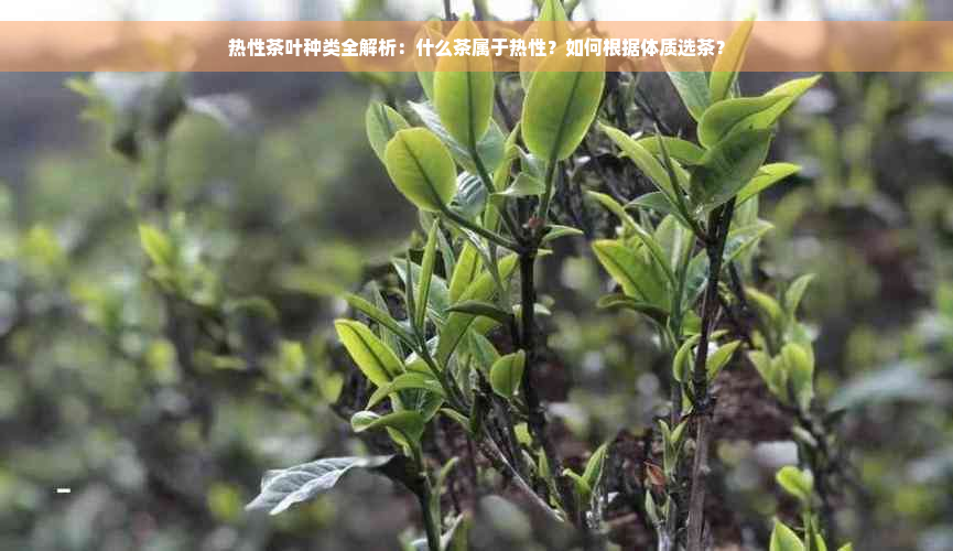 热性茶叶种类全解析：什么茶属于热性？如何根据体质选茶？