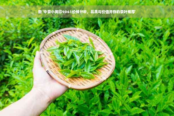 新 '中茶小黄印9061价格分析，品质与价值并存的茶叶推荐'