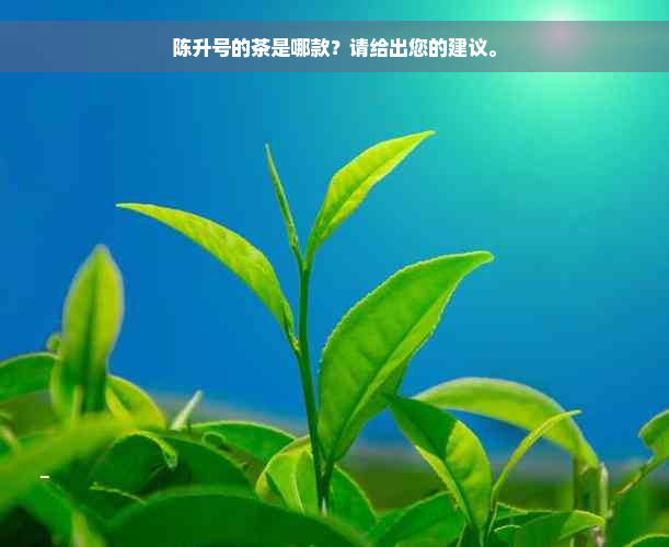 陈升号的茶是哪款？请给出您的建议。