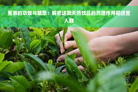 蜜茶的功效与禁忌：解密这款天然饮品的药理作用和适宜人群