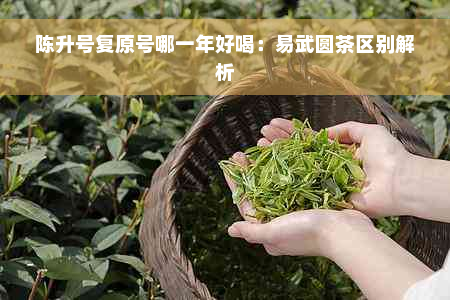 陈升号复原号哪一年好喝：易武圆茶区别解析