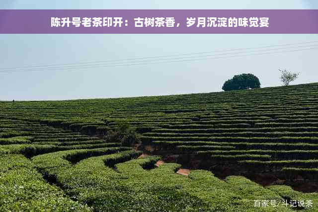 陈升号老茶印开：古树茶香，岁月沉淀的味觉宴